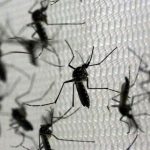 Aumento alarmante: Baixada Santista registra mais duas fatalidades por dengue, totalizando nove em 2024