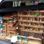 Operação de Resgate: Polícia Ambiental Apreende Grande Quantidade de Aves Silvestres em Veículo na Região do Vale do Ribeira, SP