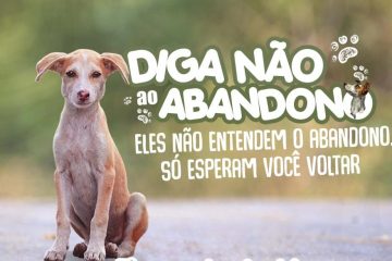 Férias de Julho: Diga não ao abandono de animais – “Eles não entendem o abandono. Só esperam você voltar.”