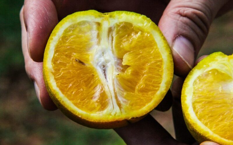 Governo de São Paulo renova diretrizes para enfrentamento do greening