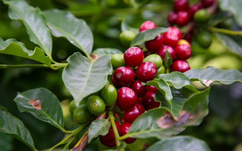 Do Campo à Cidade: 10 Municípios Paulistas Frutos da Agricultura