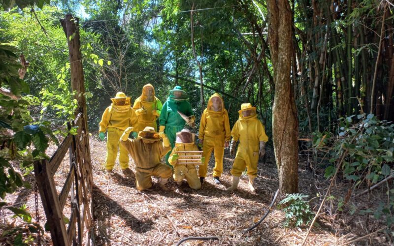 São Paulo destina mais de R$ 1,7 milhões para impulsionar a apicultura local no Dia do Apicultor