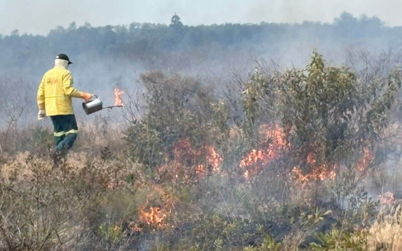 SP realiza queima controlada para evitar incêndios em áreas de conservação