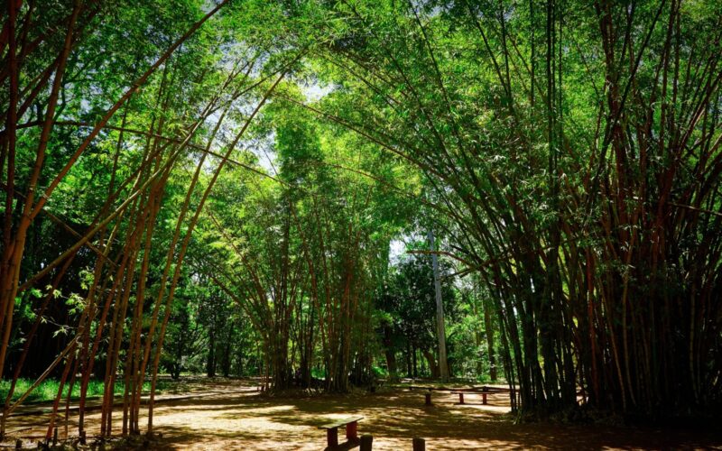 Mogiana e Alto Cafezal se destacam como destinos imperdíveis no Guia de Observação da Vida Selvagem em São Paulo