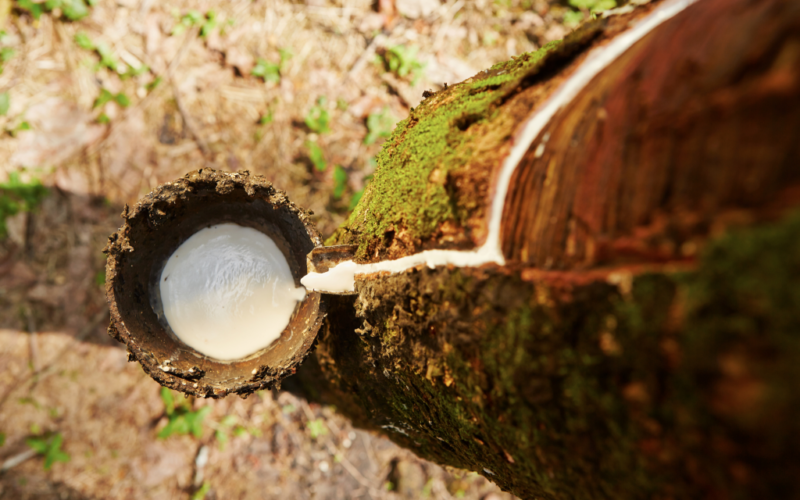 Mix ideal de plantas pode elevar em até 75% a produção de látex natural
