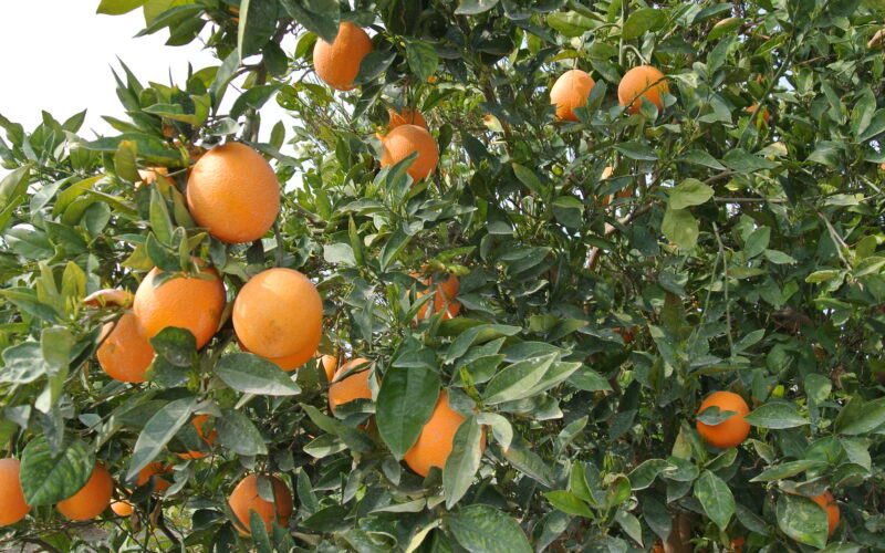 Pesquisa paulista premiada revela tática do mofo azul para arruinar frutas cítricas