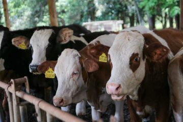 Atualização de rebanhos: São Paulo promove campanha de sanidade animal até domingo (14)