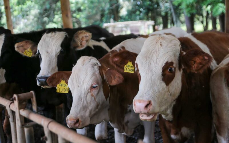 Atualização de rebanhos: São Paulo promove campanha de sanidade animal até domingo (14)