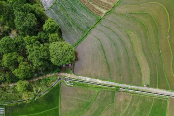 CAR Online facilita o monitoramento de prejuízos na vegetação nativa causados por ações ambientais