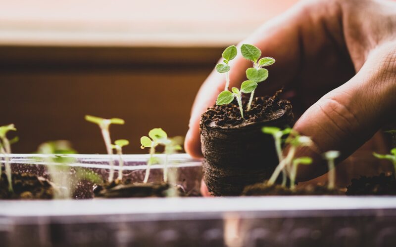 São Paulo se destaca nas exportações de sementes graças a avanços na pesquisa agrícola