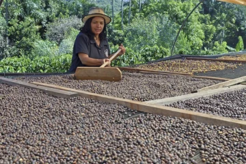 Estratégias do Governo de São Paulo para capacitar o agronegócio diante de desafios climáticos severos