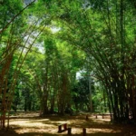 Fase seguinte do concurso da Fundação Florestal é marcada pelo recorde de quase 11 mil participantes