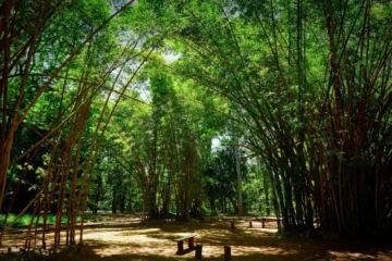 Fase seguinte do concurso da Fundação Florestal é marcada pelo recorde de quase 11 mil participantes